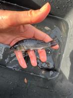 Karper, Dieren en Toebehoren, Karper of Koi