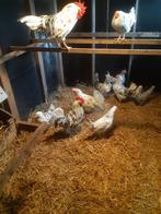 Tekoop broedeieren van de Bonte leghorn, Dieren en Toebehoren, Pluimvee, Geslacht onbekend, Kip