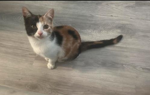 kruising maincoon kittens, Dieren en Toebehoren, Katten en Kittens | Dekkaters, 0 tot 2 jaar