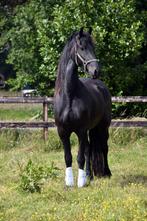 Gezocht gemotiveerde amazone/ ruiter., Dieren en Toebehoren, Paarden en Pony's | Overige Paardenspullen, Ophalen of Verzenden