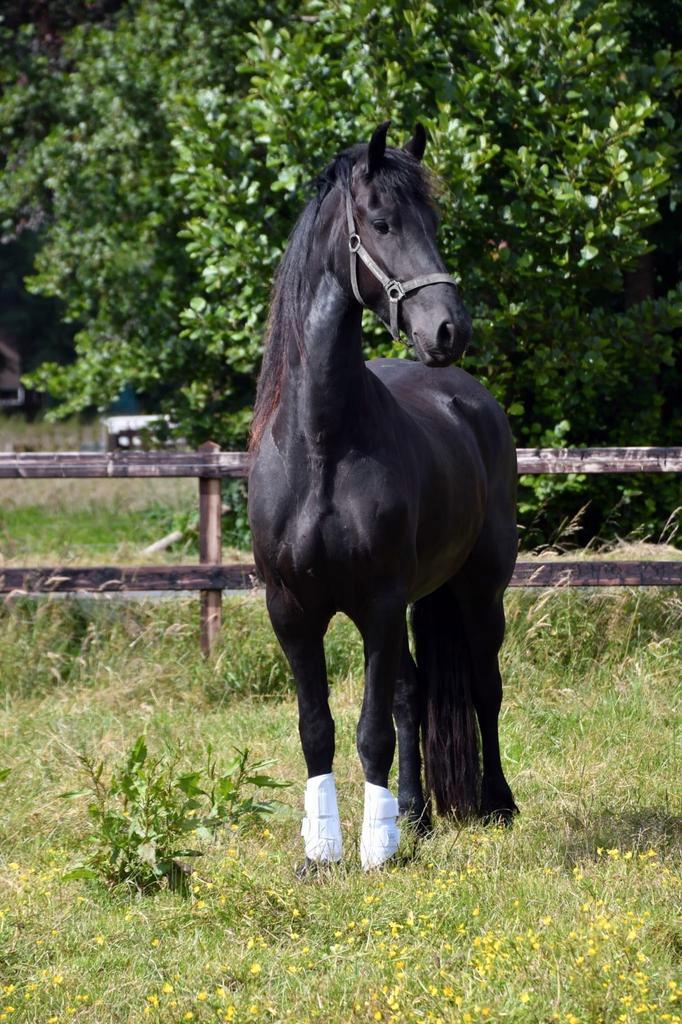 Gezocht gemotiveerde amazone/ ruiter., Dieren en Toebehoren, Paarden en Pony's | Overige Paardenspullen, Dressuur, Ophalen of Verzenden