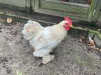Mooie jonge Cochin kriel haan. Prachtig in de veren, handtam, Ophalen of Verzenden, Zo goed als nieuw, Kippenhok of Kippenren
