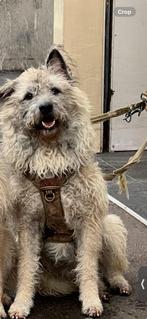 Hond ter Adoptie - Ardennen Bouvier, Dieren en Toebehoren, Honden | Herdershonden en Veedrijvers, Particulier, Rabiës (hondsdolheid)