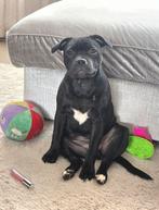 Engelse stafford pup, 15 weken tot 1 jaar, Teef, Eén hond, Nederland