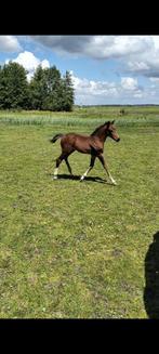 Veulen, Dieren en Toebehoren, Paarden, Met stamboom, Springpaard, Minder dan 160 cm, 0 tot 2 jaar