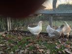 3 jonge hennen, Dieren en Toebehoren, Pluimvee, Vrouwelijk, Kip