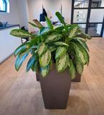 Hydrocultuur op kantoor complete back lachuza, Overige soorten, In pot, Minder dan 100 cm, Groene kamerplant