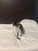Poesje, Dieren en Toebehoren, Katten en Kittens | Raskatten | Korthaar, Poes