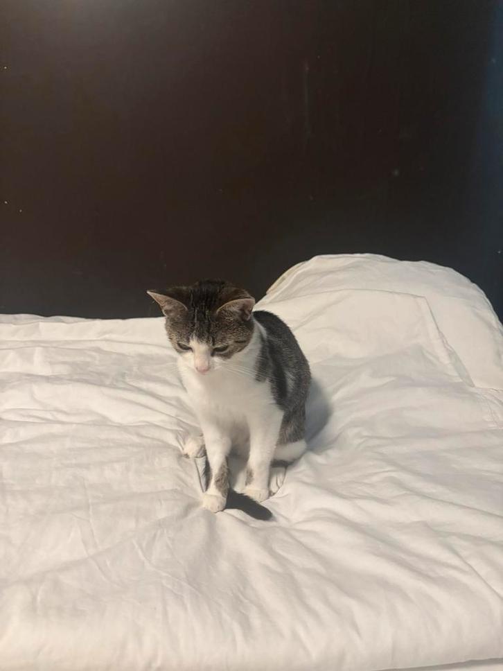 Poesje, Dieren en Toebehoren, Katten en Kittens | Raskatten | Korthaar, Poes