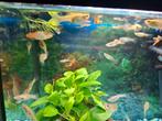 Guppies te koop, Dieren en Toebehoren, Vissen | Aquariumvissen, Vis