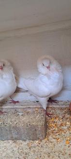 Te koop sierduiven Oudhollands kapucijnen duiven, Dieren en Toebehoren, Vogels | Duiven, Meerdere dieren, Overige soorten