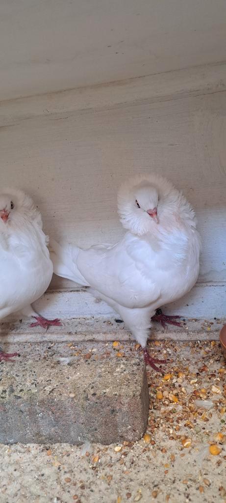Te koop sierduiven Oudhollands kapucijnen duiven, Dieren en Toebehoren, Vogels | Duiven, Overige soorten, Meerdere dieren