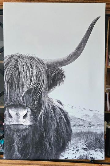 Schotse hooglander canvas/schilderij beschikbaar voor biedingen