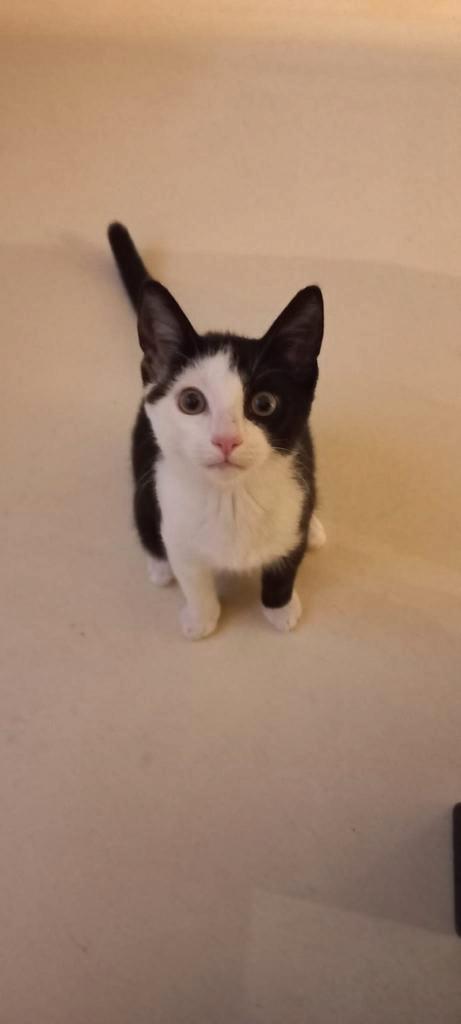 Kitten kater gevonden in Hattem op 6 augustus 2025, Dieren en Toebehoren, Vermiste en Gevonden Dieren