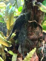 Gezonde Ancistrus  Borstelneus Pleco’s Topkwaliteit!, Dieren en Toebehoren, Vissen | Aquariumvissen, Vis, Zoetwatervis