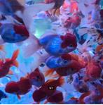 Handpick Oranda, Ryukin, Butterfly Goudvis 13/15 cm- Valburg