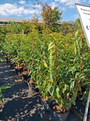 Portugese laurier 70 cm prunus lusitanica angustifolia  pot beschikbaar voor biedingen