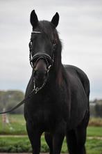 Vriendelijke D- kinder pony 🍀, Dieren en Toebehoren, Pony's, B, Dressuurpony, 3 tot 6 jaar, D pony (1.37m tot 1.48m)