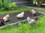Barnevelder kriel 5 hennen 1 haan, Dieren en Toebehoren, Meerdere dieren, Kip