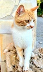 Lieve knuffelkater Andre (in NL, Heerenveen), Kater, Kortharig, 0 tot 2 jaar