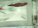 Ancistrus man te koop!, Dieren en Toebehoren, Vis, Zoetwatervis, Schoolvis