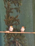 Koppel putters majoor