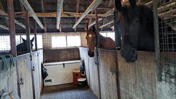  1 stal vrij voor klein paard of pony  beschikbaar voor biedingen