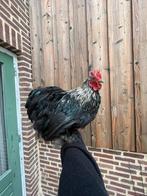 2 tamme Cochin kriel haantjes, Dieren en Toebehoren, Pluimvee, Mannelijk, Kip