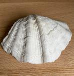 Doopvontschelp, Verzamelen, Mineralen en Fossielen, Ophalen of Verzenden