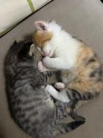 Britse korthaar, Dieren en Toebehoren, Katten en Kittens | Raskatten | Korthaar, Poes, Gechipt, 0 tot 2 jaar