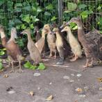 Indische loopeendjes geboren 12 juli, Dieren en Toebehoren, Pluimvee, Geslacht onbekend, Eend