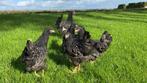 Barnevelder kippen Zilver gezoomd hennen gesekst en ingeënt, Dieren en Toebehoren, Pluimvee, Vrouwelijk, Kip