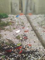 Vuurgarnaaltjes, Dieren en Toebehoren, Vissen | Aquariumvissen, Vis