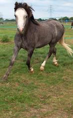 Te koop: Een leuke Welsh hengst (jaarling)!, Hengst, Recreatiepony, 0 tot 2 jaar