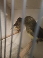 Gloster, Meerdere dieren, Postuurkanarie