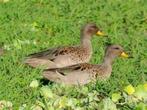 Chili talingen, Meerdere dieren, Eend