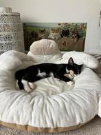 Europese korthaar kitten - zoekt een gouden mandje!!, Dieren en Toebehoren, Katten en Kittens | Raskatten | Korthaar, Kater, Gechipt
