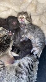 Kittens, Dieren en Toebehoren, Poes