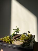 Mini Japanese Garden/Tuin Planten, Ophalen, Overige soorten, Minder dan 100 cm
