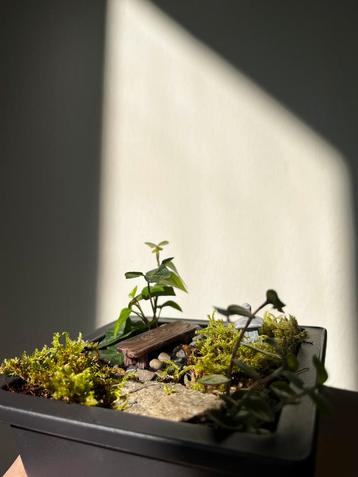 Mini Japanese Garden/Tuin Planten beschikbaar voor biedingen