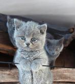 Britse kat, Dieren en Toebehoren, Katten en Kittens | Raskatten | Korthaar, Poes, Ontwormd, 0 tot 2 jaar