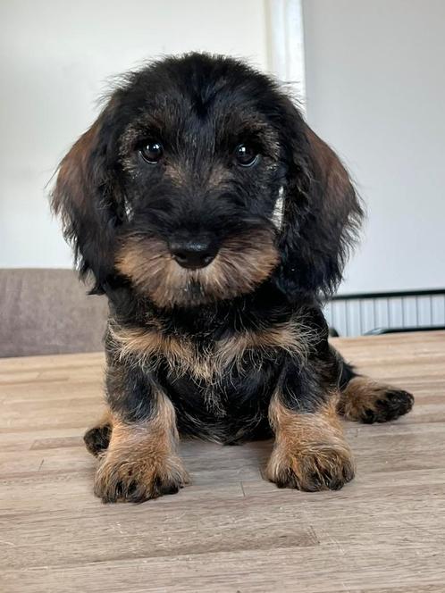 Prachtige Ruwhaar Dwerg en Kaninchen teckels pups met stamb, Dieren en Toebehoren, Honden | Teckels en Dashonden, Meerdere dieren