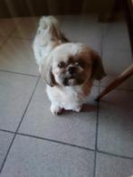 Shih_zhu teefje en Mini yorkje teefje, alles goed lezen aub, België, Particulier, Overige rassen, Rabiës (hondsdolheid)