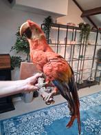 Opgezette Geelvleugelara (Ara macao), Verzamelen, Ophalen of Verzenden, Vogel, Opgezet dier