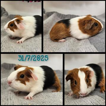 Cavia beertje beschikbaar voor biedingen