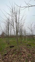 Tilia Platyphyllos , Tilia cordata Meerstammige Bomen, Overige soorten, Winter, Ophalen of Verzenden