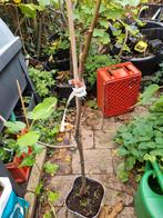 Jonge Vijgenboom Ficus Carica 'Verdino', Tuin en Terras, Planten | Bomen, Bloeit niet, 100 tot 250 cm, Volle zon, In pot