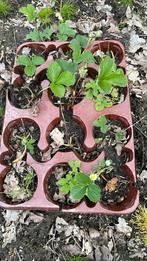 Aardbeien in pot per 12, Zomer, Tweejarig, Fruitplanten, Ophalen of Verzenden