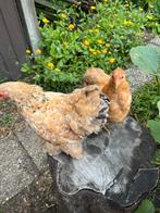 2 cochin hennen, Dieren en Toebehoren, Pluimvee, Vrouwelijk, Kip