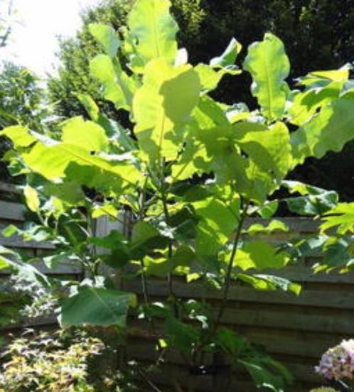 magnolia macrophylla, Tuin en Terras, Planten | Bomen, Overige soorten, 400 cm of meer, Volle zon, Zomer, Ophalen of Verzenden